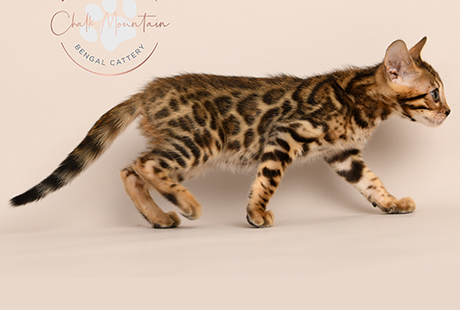 Bengal Male kitten available for sale